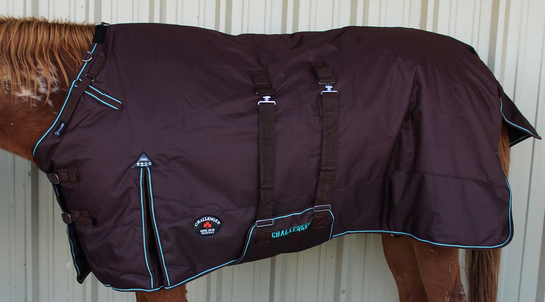 horse security blanket
