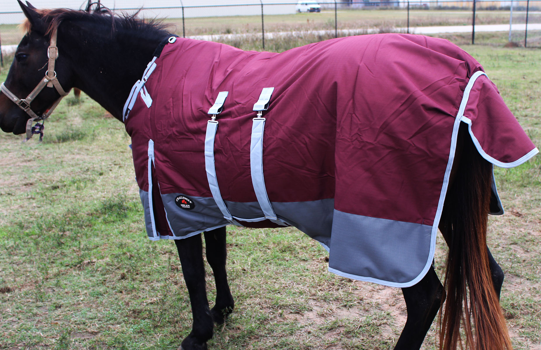 horse security blanket