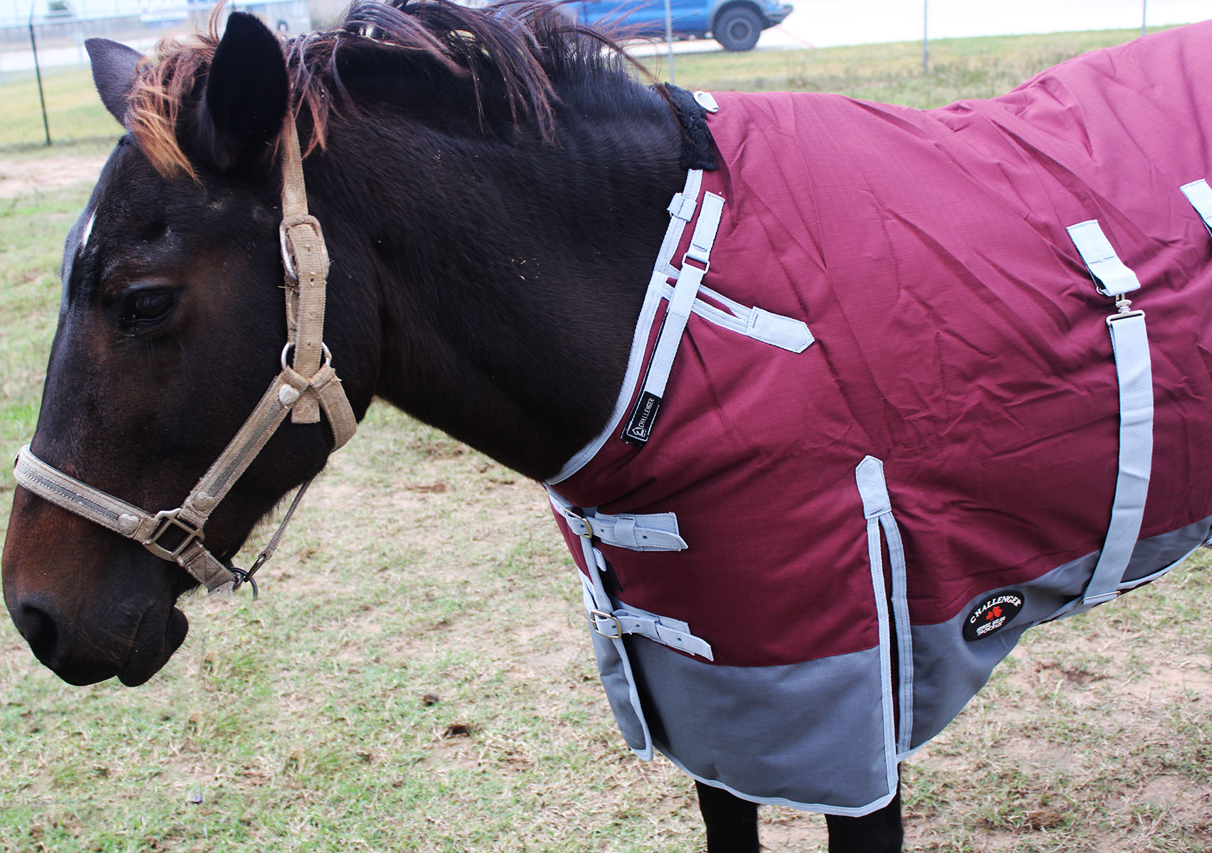 1200D Turnout Waterproof Horse WINTER BLANKET HEAVY 511B eBay