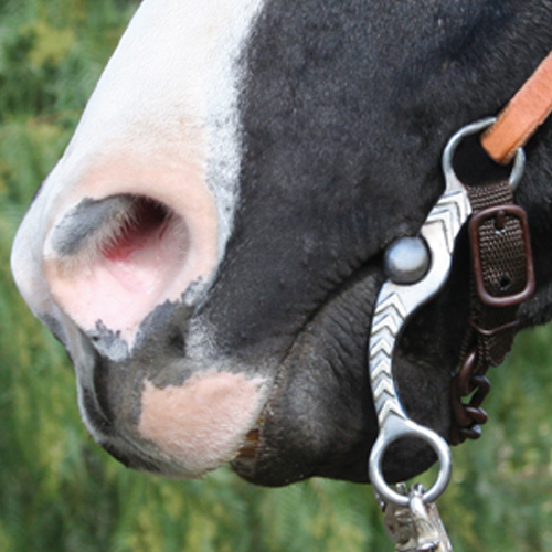 Professional Choice Stockman 6" Shank Chain Horse Bit 35234 eBay