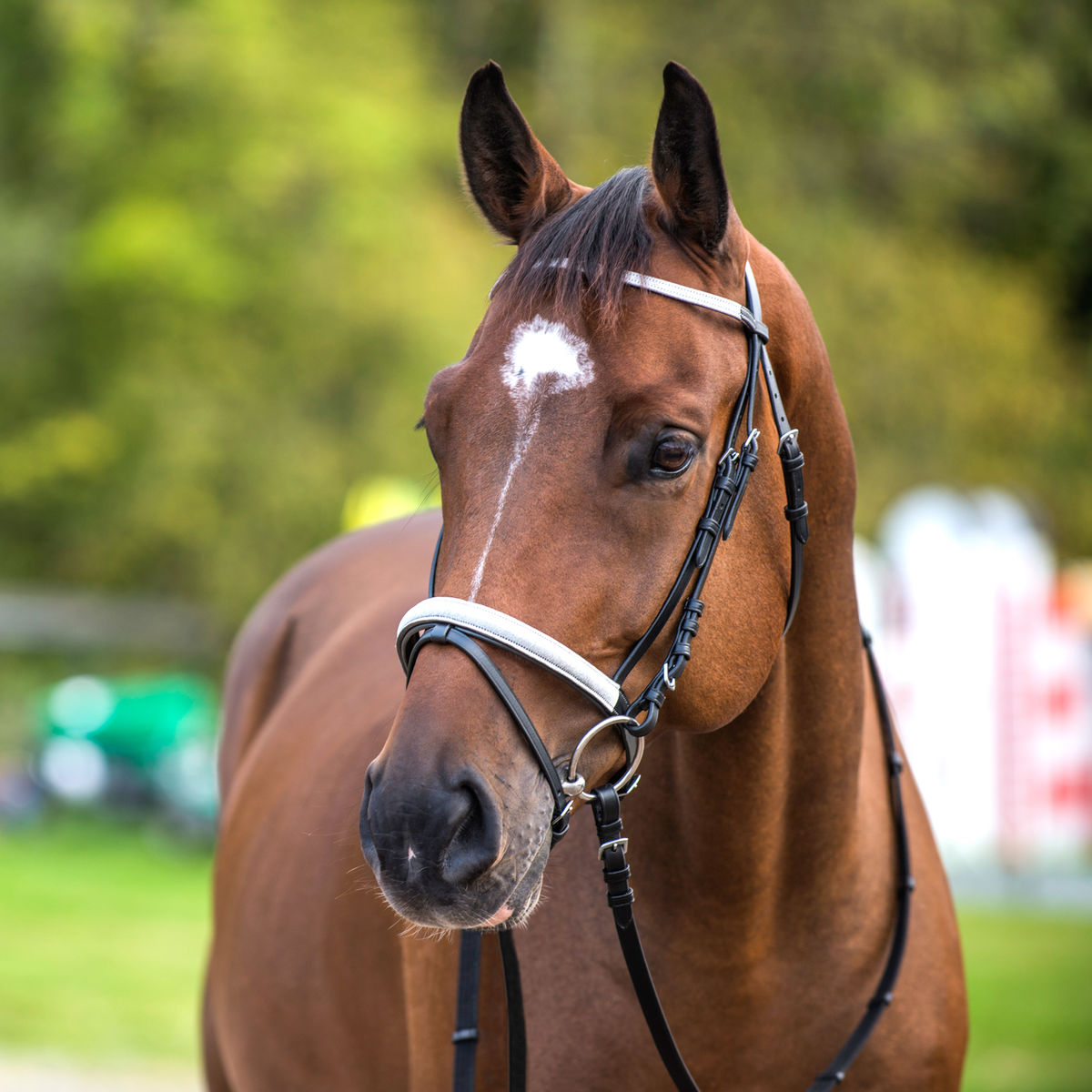 Horse English Padded Leather Show Bridle Crystal Bling Horze 80323SLC