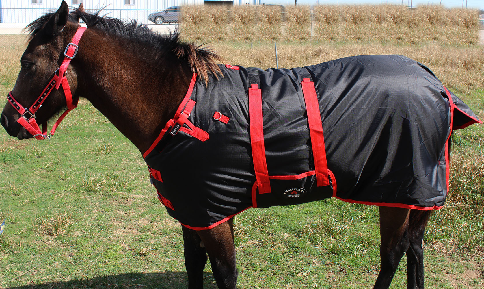 600D Miniature Weanling Donkey Pony Horse Foal Winter Blanket 519600D eBay