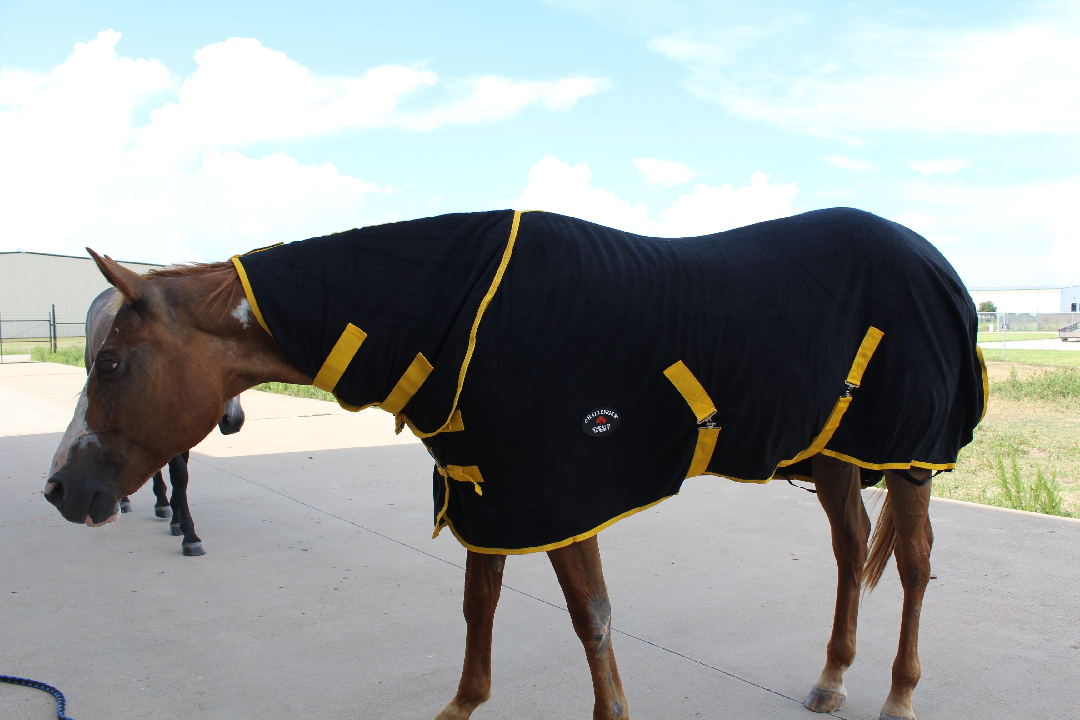 Horse Sheet Polar FLEECE COOLER Exercise Blanket Wicks Moisture 4388 eBay