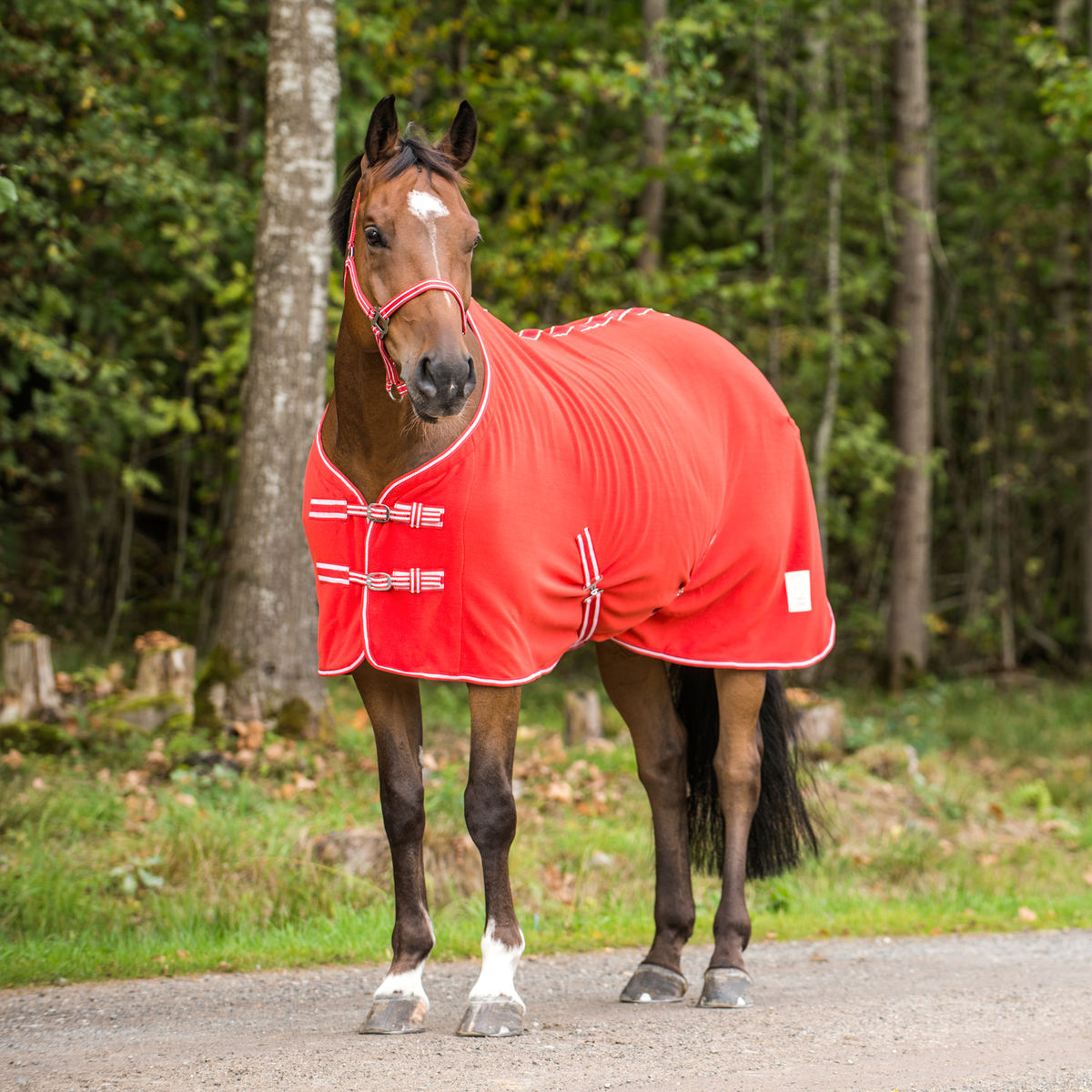 Horse Sheet Polar FLEECE COOLER Exercise Blanket Wicks Moisture 4367 eBay